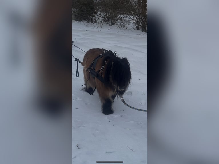 Mini Shetland Pony Ruin 16 Jaar 75 cm Bruin in Sommerland
