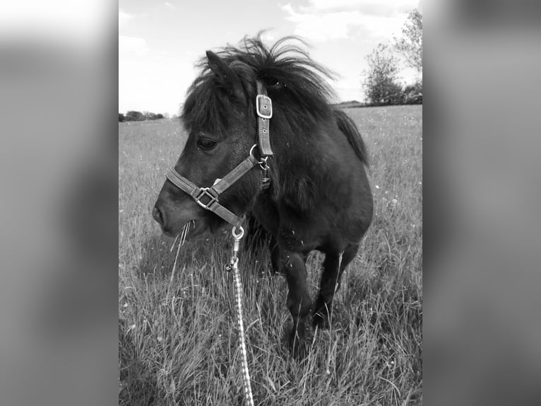 Mini Shetland Pony Ruin 17 Jaar 100 cm Zwart in Sonnenbühl