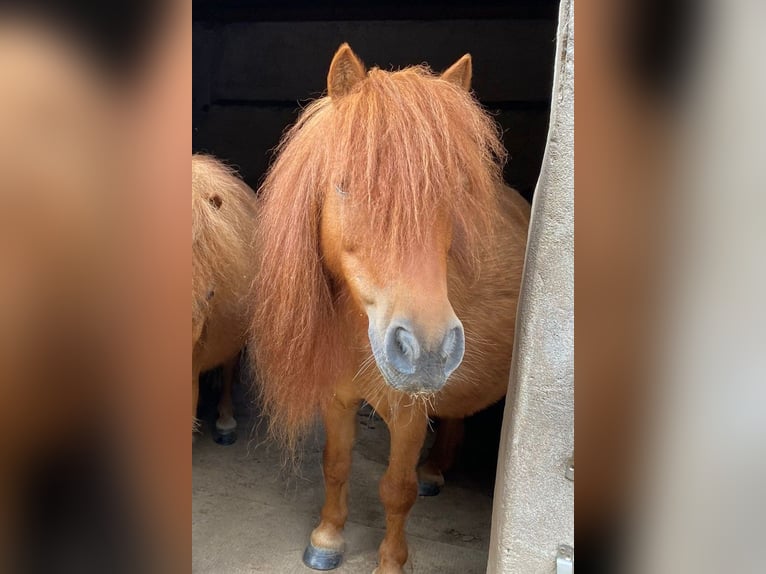 Mini Shetland Pony Ruin 17 Jaar 80 cm Vos in Hameln