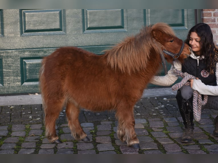 Mini Shetland Pony Ruin 1 Jaar Vos in Achtmaal