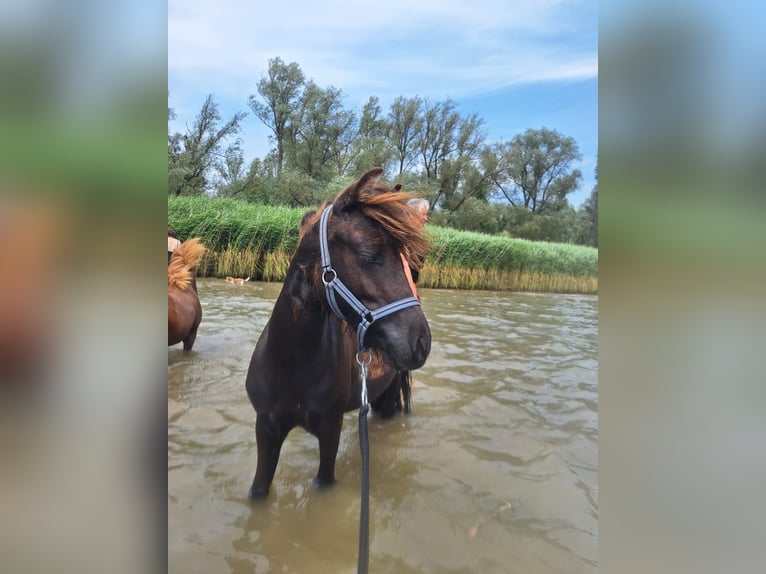 Mini Shetland Pony Ruin 2 Jaar 80 cm Donkere-vos in Hoogvliet Rotterdam