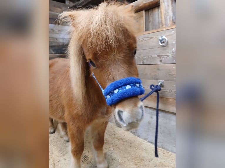 Mini Shetland Pony Ruin 2 Jaar Vos in K&#xF6;tschach-Mauthen