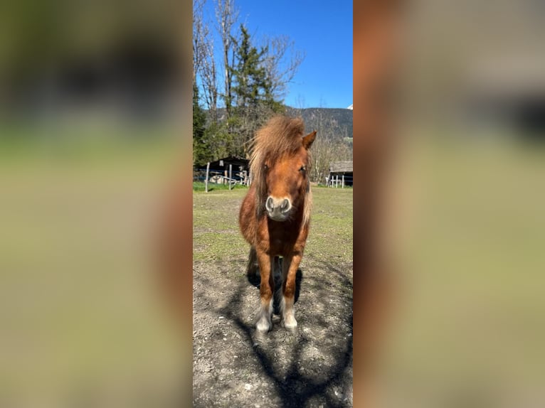 Mini Shetland Pony Ruin 2 Jaar Vos in K&#xF6;tschach-Mauthen