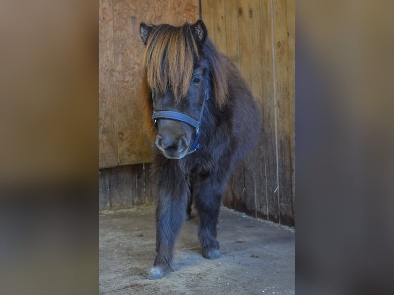 Mini Shetland Pony Ruin 3 Jaar 80 cm Donkere-vos in RiederingRiedering