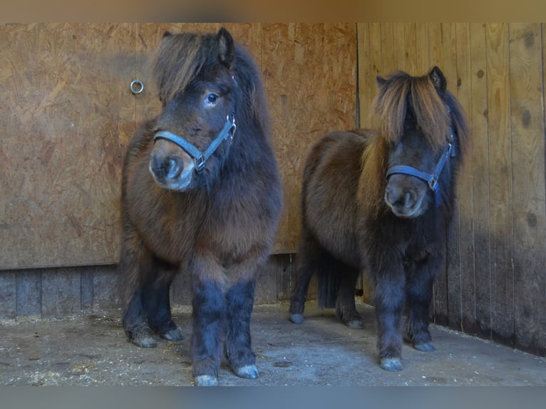 Mini Shetland Pony Ruin 3 Jaar 80 cm Donkere-vos in RiederingRiedering