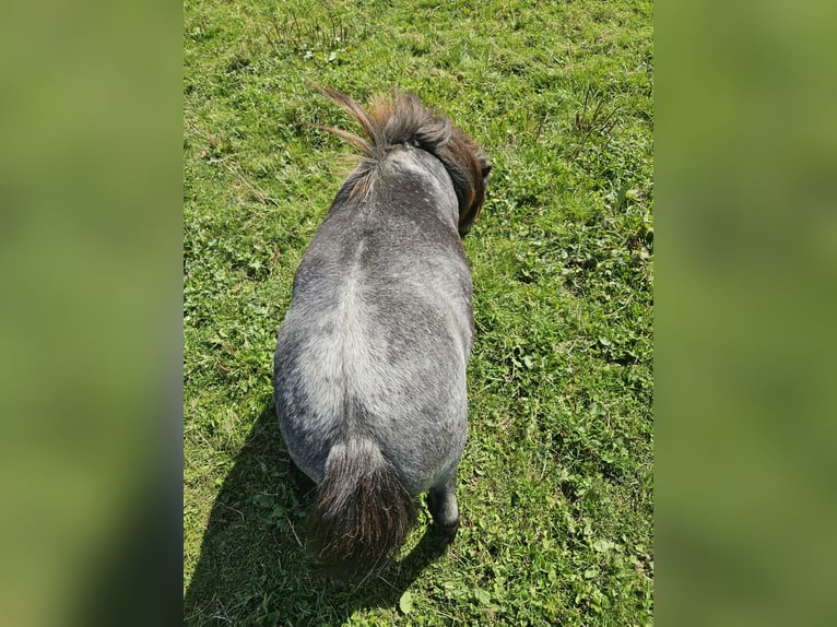 Mini Shetland Pony Ruin 3 Jaar 81 cm Roan-Bay in Lambrechten