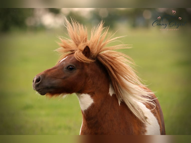 Mini Shetland Pony Ruin 3 Jaar 82 cm Gevlekt-paard in Reppichau