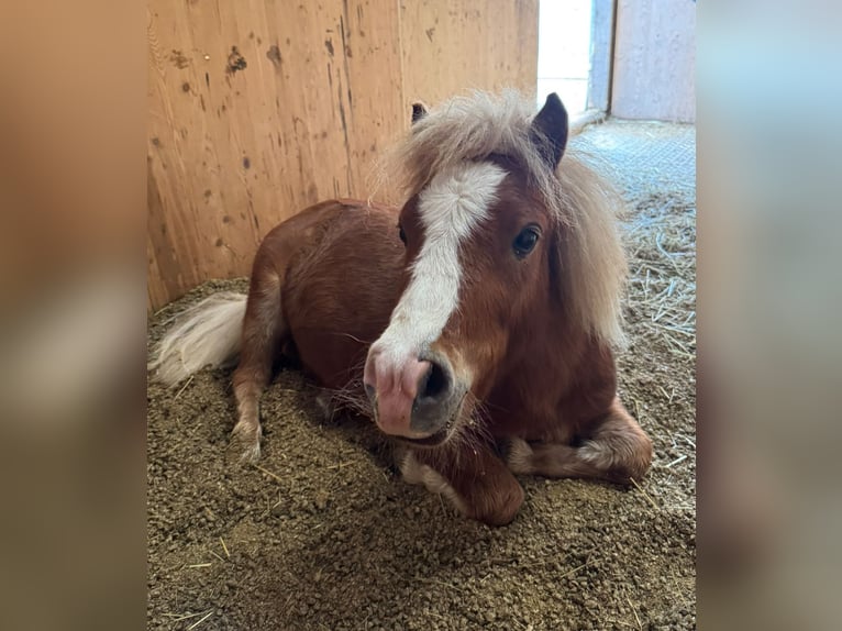Mini Shetland Pony Ruin 3 Jaar 85 cm Vos in Bubendorf