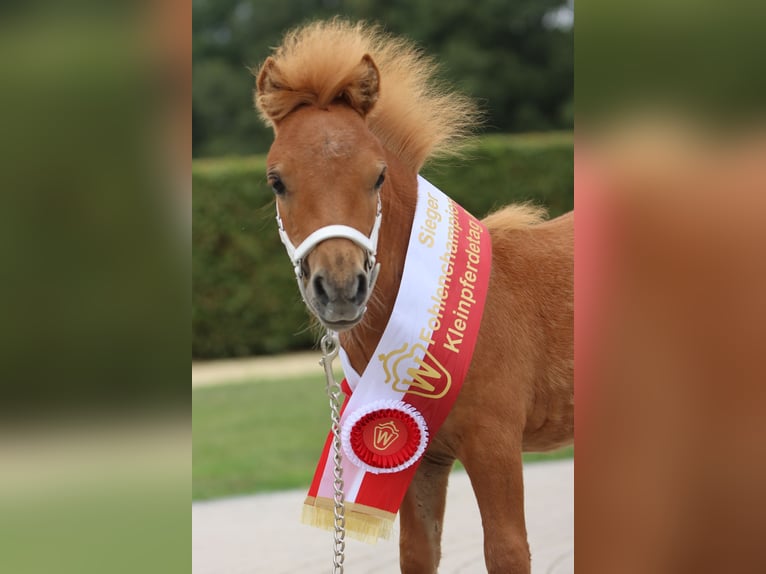 Mini Shetland Pony Ruin 3 Jaar 85 cm Vos in Rheine