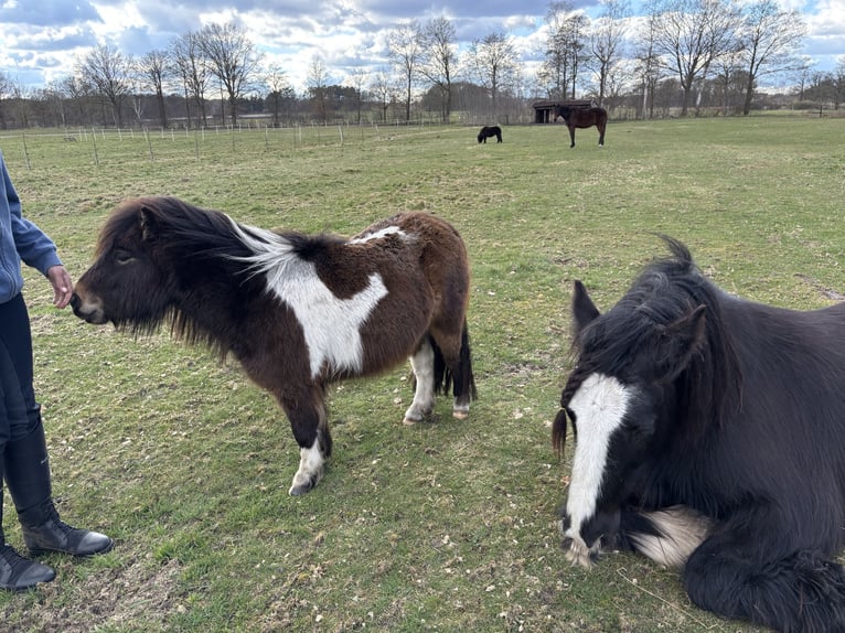 Mini Shetland Pony Ruin 3 Jaar 89 cm Gevlekt-paard in Bendestorf