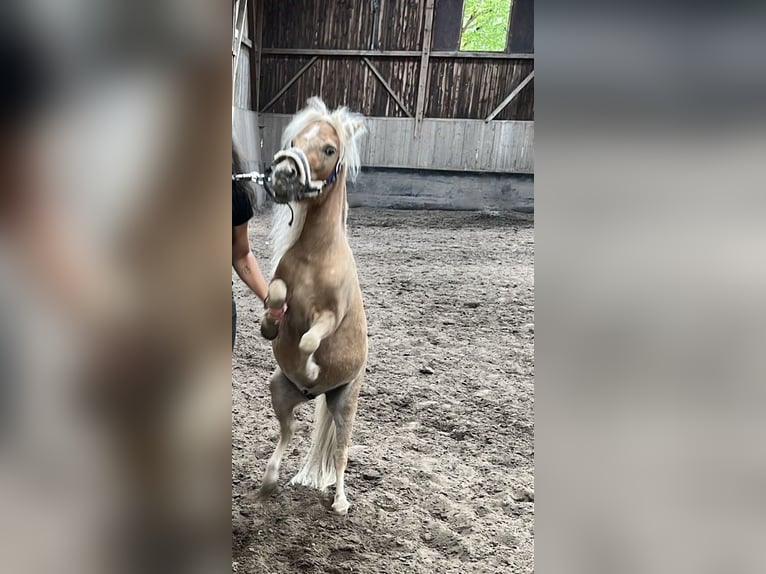 Mini Shetland Pony Mix Ruin 4 Jaar 80 cm Vos in W&#xFC;rselen