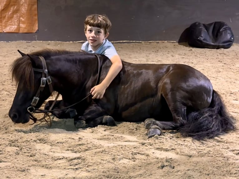 Mini Shetland Pony Ruin 4 Jaar 86 cm Donkerbruin in Fresno, Oh
