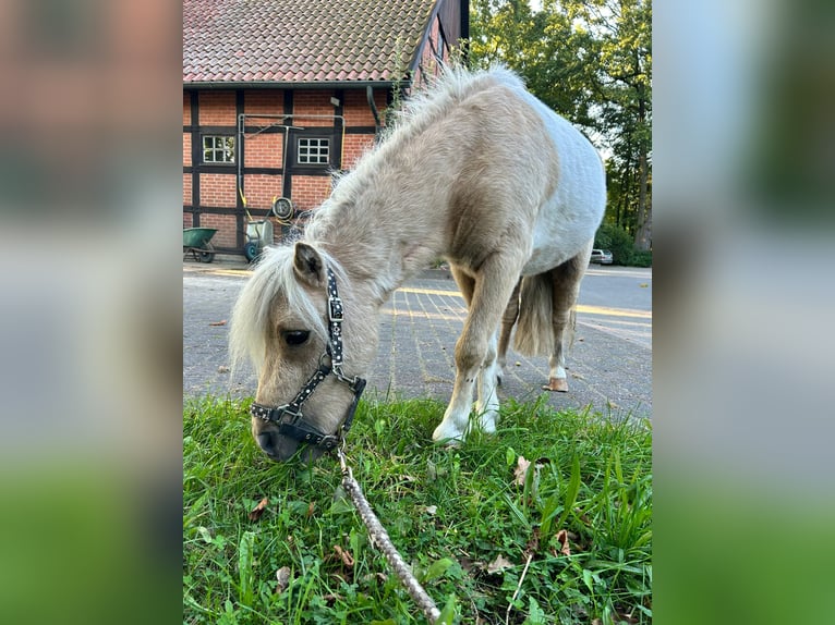 Mini Shetland Pony Ruin 4 Jaar 87 cm Gevlekt-paard in Herzebrock-Clarholz