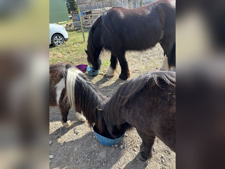 Mini Shetland Pony Ruin 4 Jaar 89 cm Gevlekt-paard in Bendestorf
