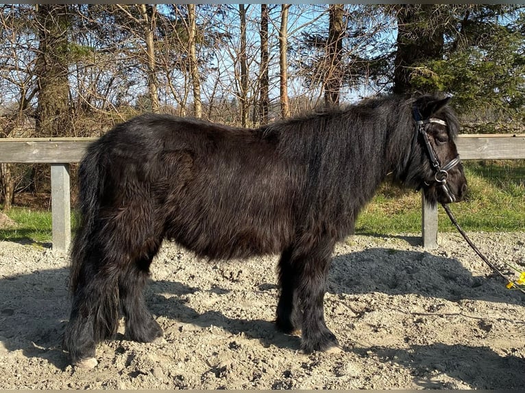 Mini Shetland Pony Ruin 5 Jaar 100 cm Zwartbruin in Süderlügum