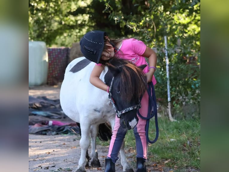 Mini Shetland Pony Ruin 5 Jaar 83 cm Gevlekt-paard in Timmendorfer Strand