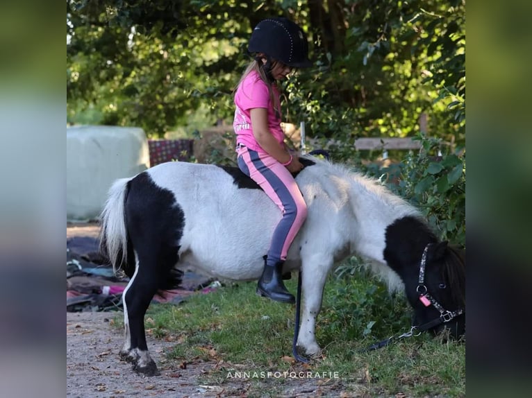 Mini Shetland Pony Ruin 5 Jaar 83 cm Gevlekt-paard in Timmendorfer Strand