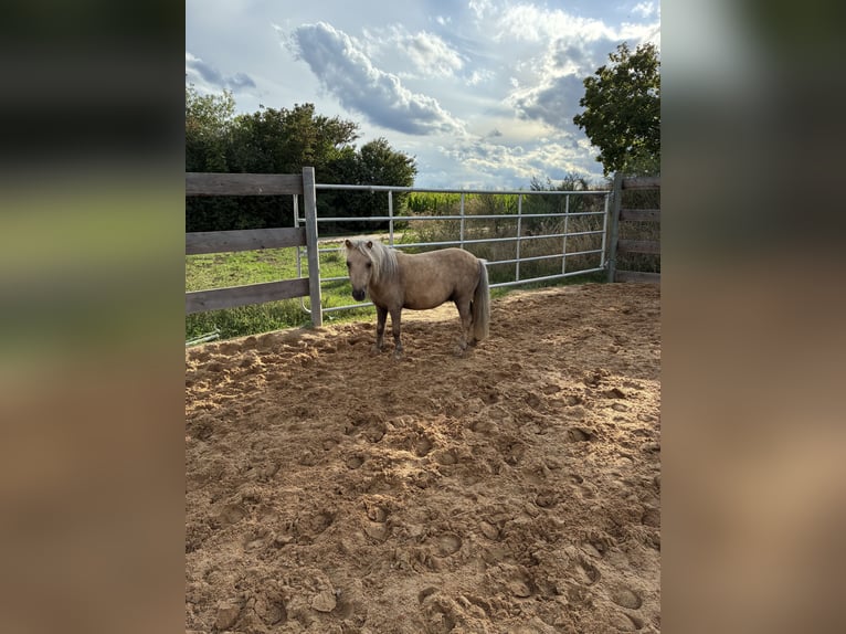 Mini Shetland Pony Ruin 5 Jaar 83 cm Palomino in Ehingen am Ries