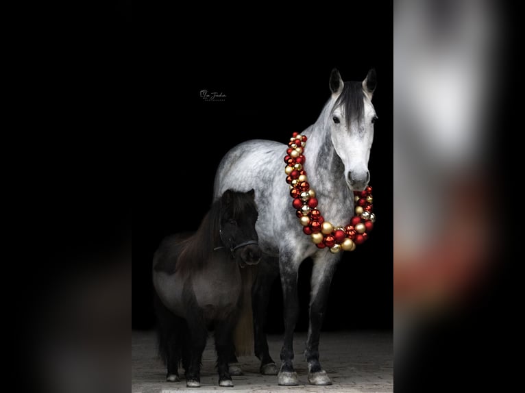 Mini Shetland Pony Ruin 5 Jaar 83 cm Zwart in Schutterwald