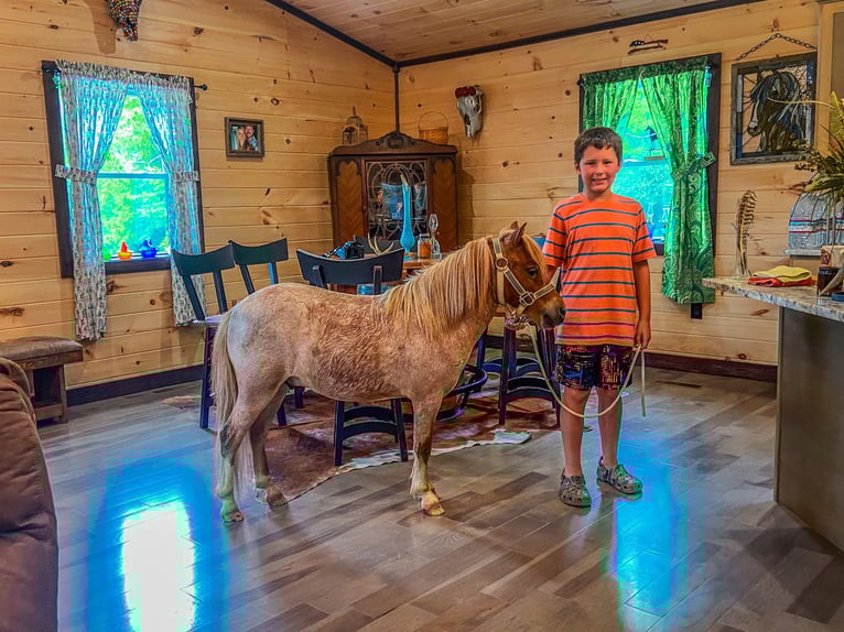 Mini Shetland Pony Ruin 5 Jaar 89 cm Roan-Red in Flemingsburg Ky