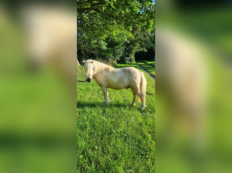 Mini Shetland Pony Ruin 5 Jaar 96 cm Palomino in Sehnde