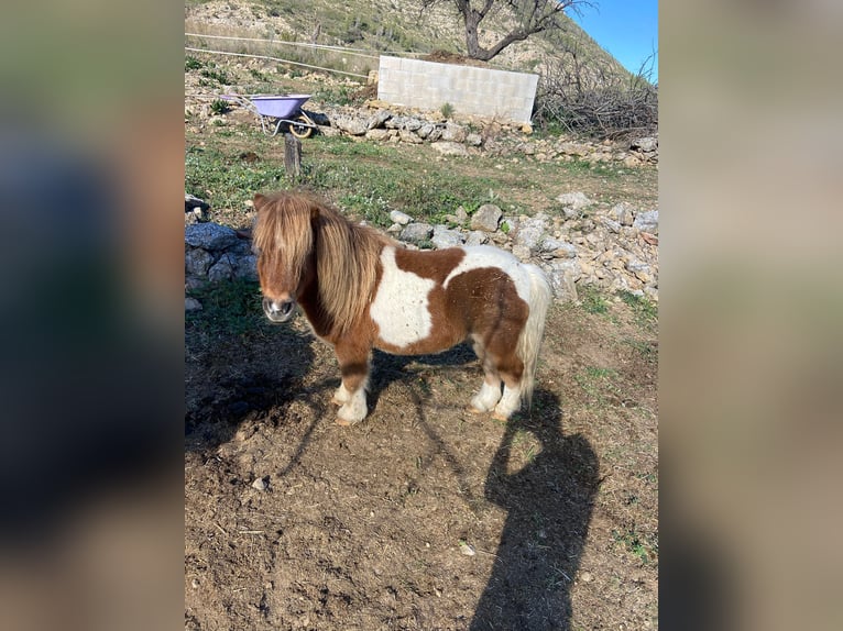 Mini Shetland Pony Ruin 6 Jaar in JALON