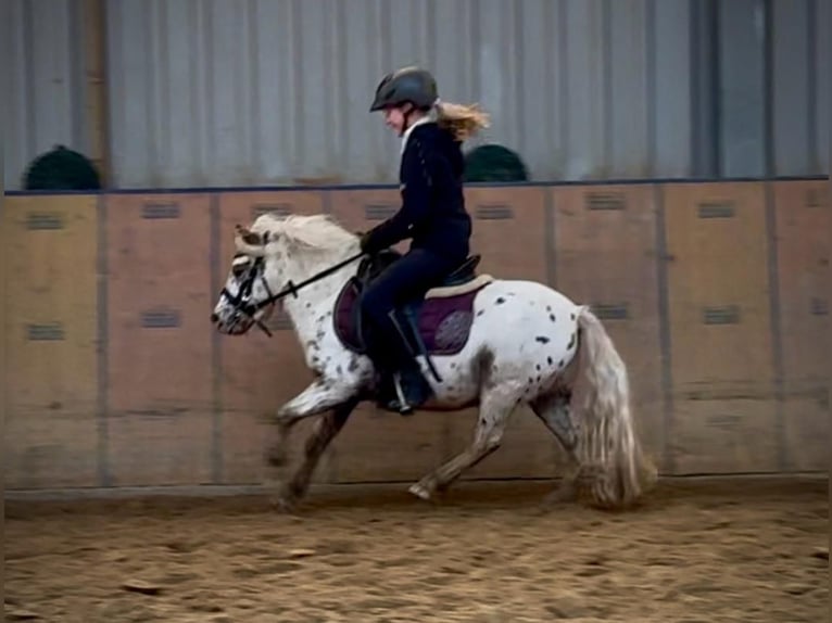 Mini Shetland Pony Ruin 8 Jaar 95 cm Appaloosa in Neustadt (Wied)
