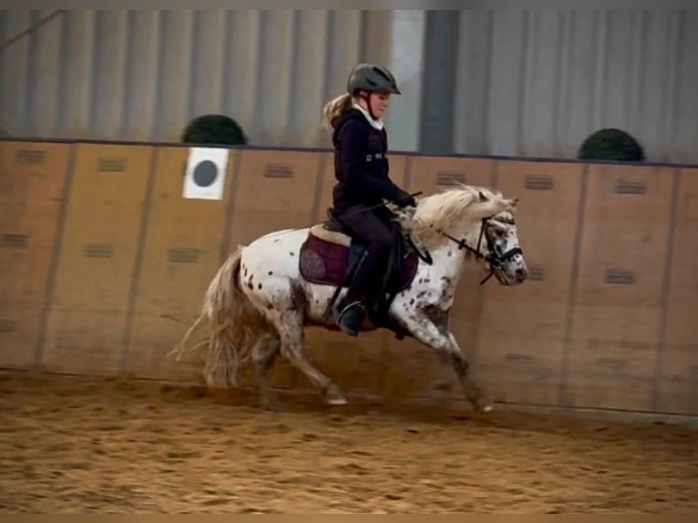 Mini Shetland Pony Ruin 8 Jaar 95 cm Appaloosa in Neustadt (Wied)