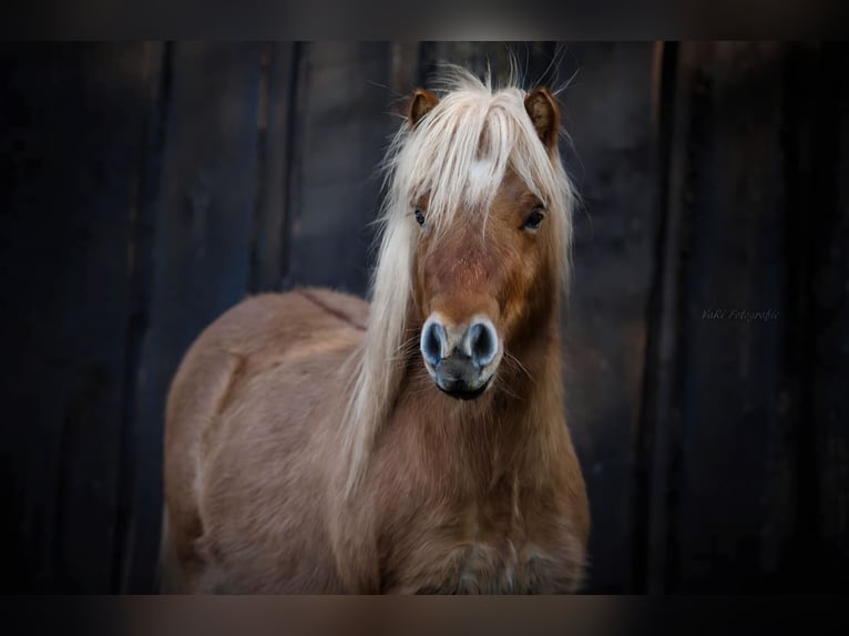 Mini Shetland Pony Ruin 9 Jaar 84 cm Falbe in Mücheln (Geiseltal)