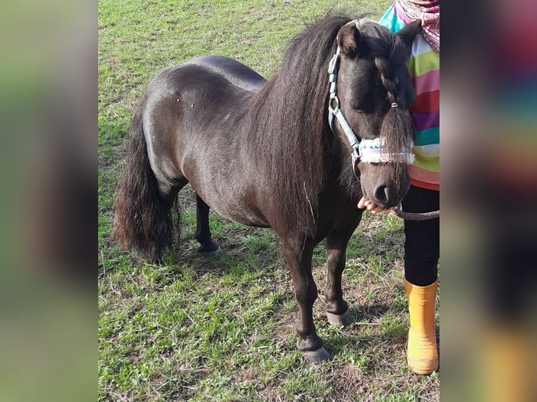 Mini Shetland Pony Ruin 9 Jaar 85 cm Zwart in Nienburg (Weser) Holtorf