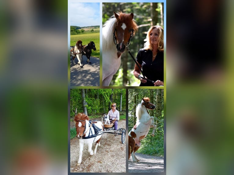 Mini Shetland Pony Ruin 9 Jaar 90 cm Gevlekt-paard in Stockach