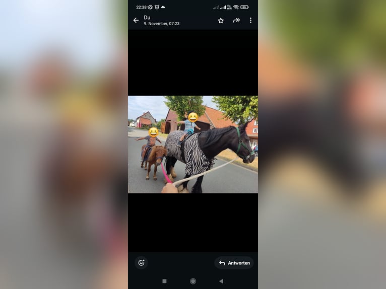 Mini Shetland Pony Ruin 9 Jaar 92 cm Vos in Bad Gandersheim