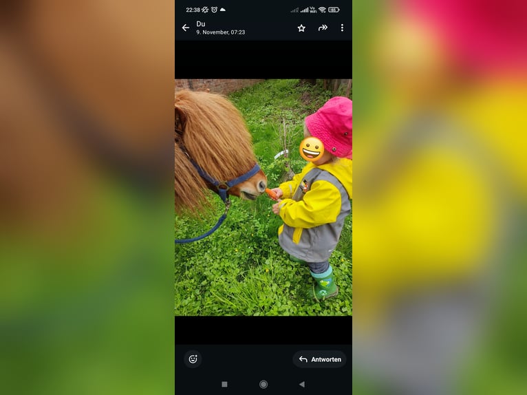 Mini Shetland Pony Ruin 9 Jaar 92 cm Vos in Bad Gandersheim