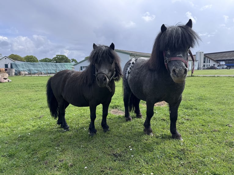 Mini Shetland Pony Stallion 10 years 7.3 hh Smoky-Black in Preetz