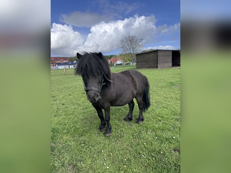 Mini Shetland Pony Stallion 10 years 7.3 hh Smoky-Black in Preetz