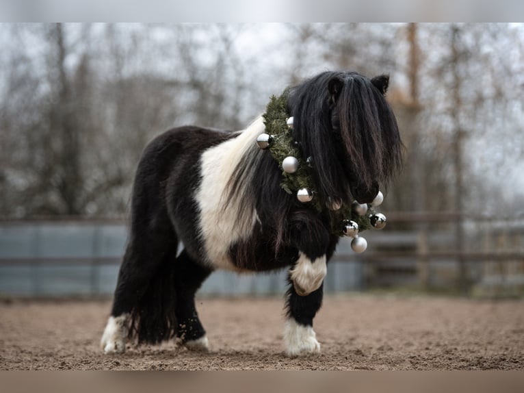 Mini Shetland Pony Stallion 11 years 8,1 hh Pinto in Fronreute