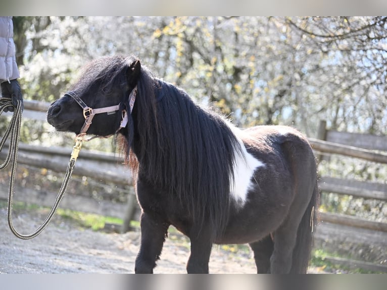 Mini Shetland Pony Stallion 11 years 8,1 hh Pinto in Fronreute