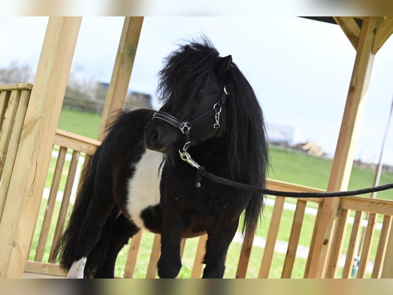 Mini Shetland Pony Stallion 11 years 8,1 hh Pinto in Fronreute