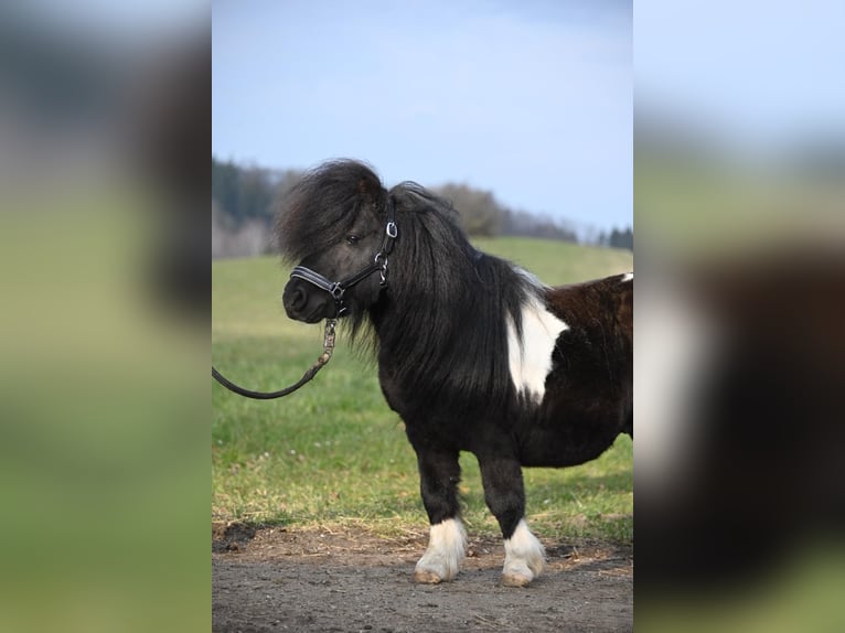 Mini Shetland Pony Stallion 11 years 8,1 hh Pinto in Fronreute