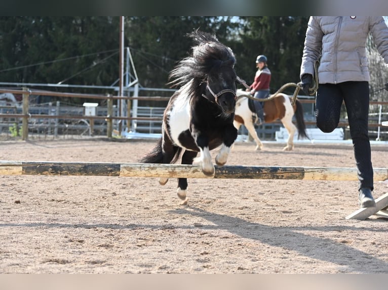 Mini Shetland Pony Stallion 11 years 8,1 hh Pinto in Fronreute