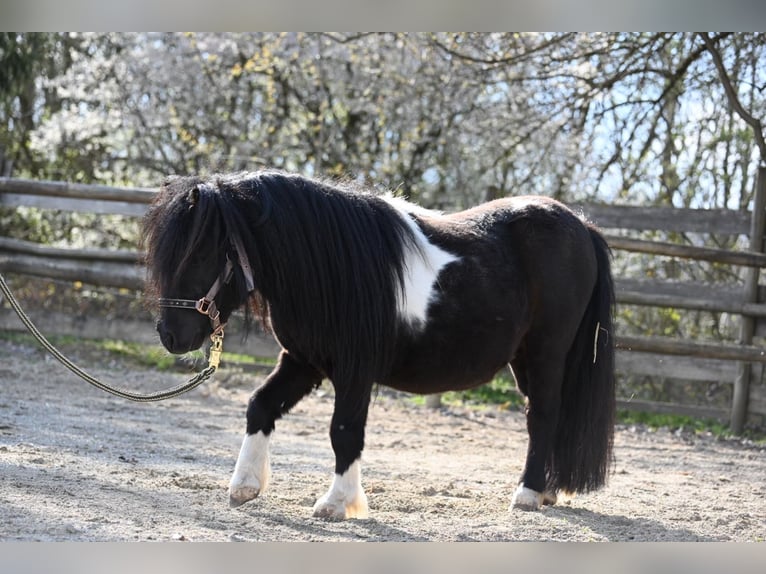 Mini Shetland Pony Stallion 11 years 8,1 hh Pinto in Fronreute