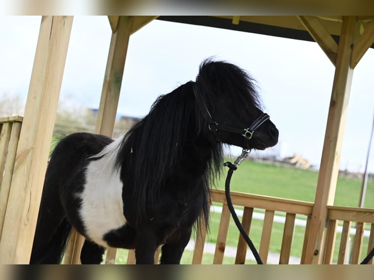 Mini Shetland Pony Stallion 11 years 8,1 hh Pinto in Fronreute