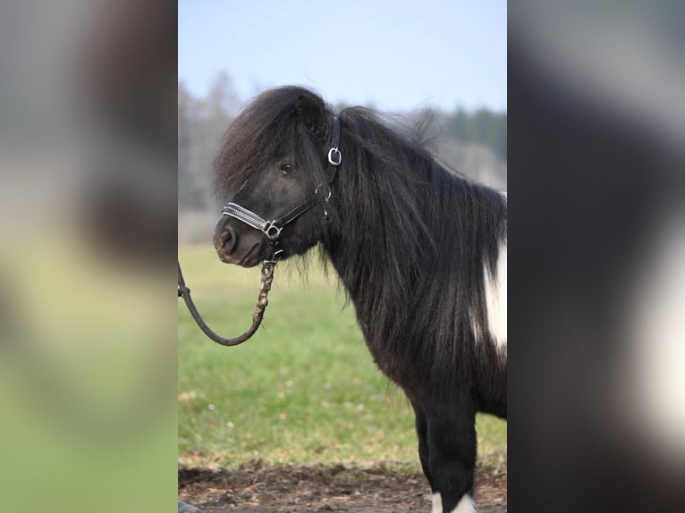 Mini Shetland Pony Stallion 11 years 8,1 hh Pinto in Fronreute