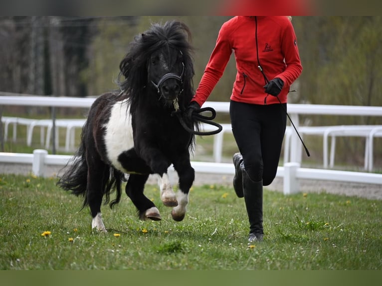 Mini Shetland Pony Stallion 11 years 8,1 hh Pinto in Fronreute