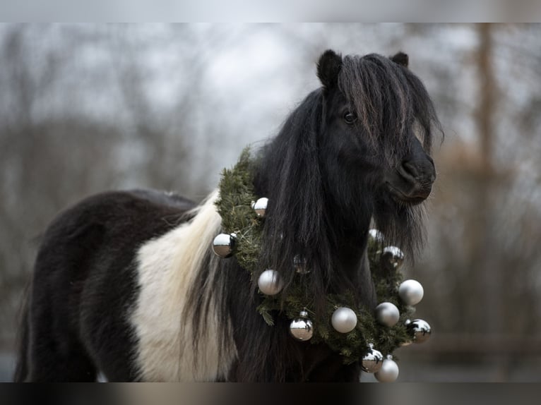 Mini Shetland Pony Stallion 11 years 8,1 hh Pinto in Fronreute