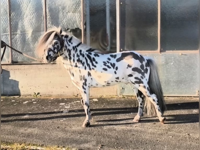 Mini Shetland Pony Stallion 12 years 8 hh Leopard-Piebald in Schemmerhofen