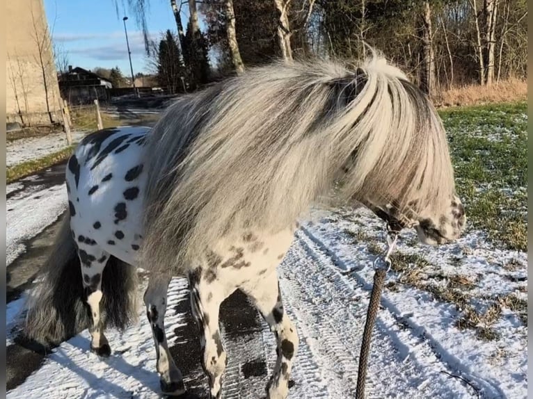 Mini Shetland Pony Stallion 12 years 8 hh Leopard-Piebald in Schemmerhofen