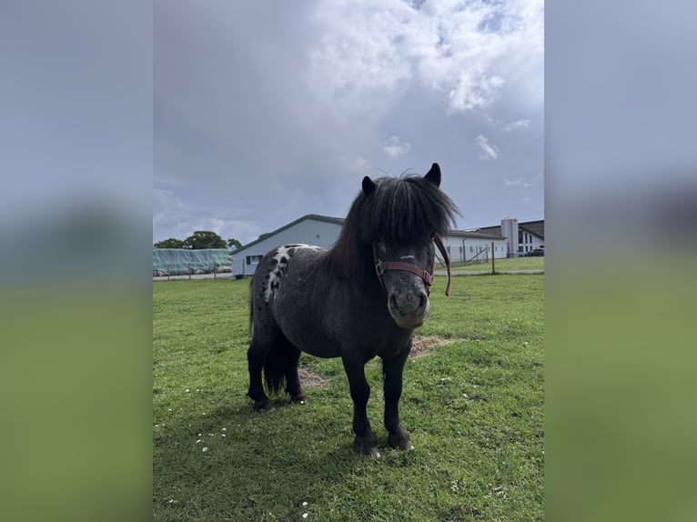 Mini Shetland Pony Stallion 13 years 8.1 hh Grey-Dark-Tan in Preetz