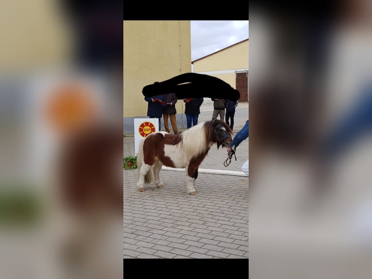 Mini Shetland Pony Stallion 13 years 8 hh Pinto in Oschersleben