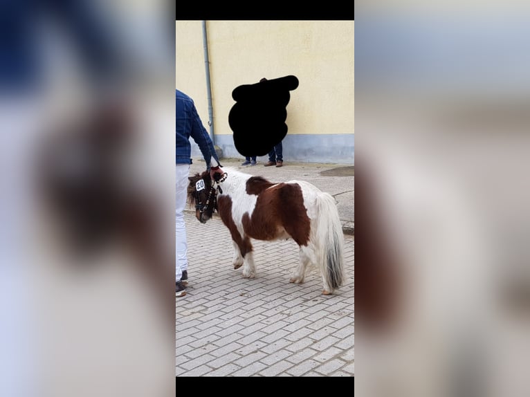 Mini Shetland Pony Stallion 13 years 8 hh Pinto in Oschersleben